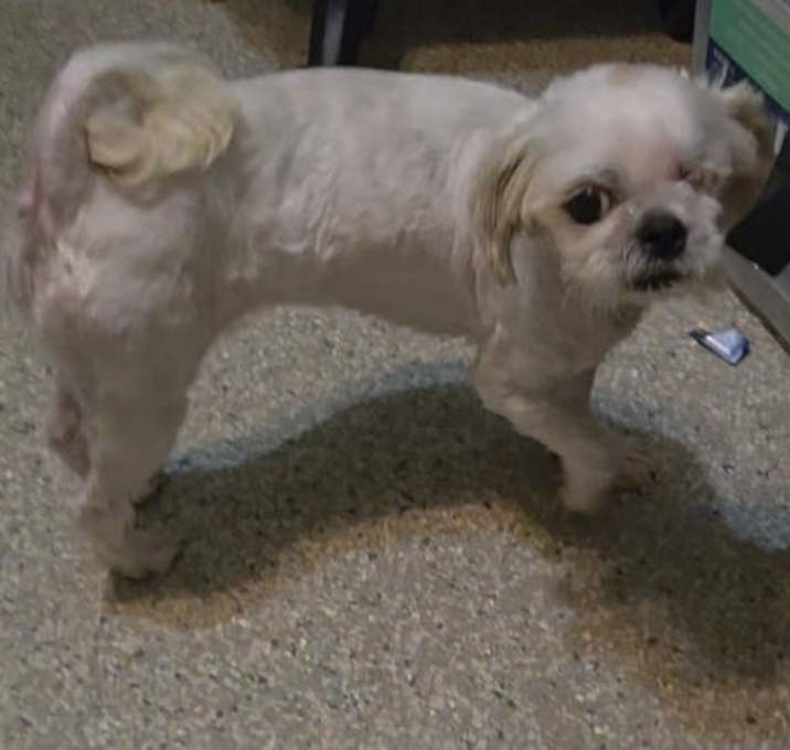 Photo of Snoopy