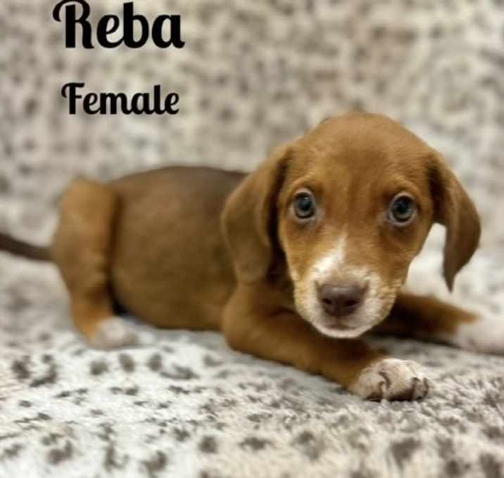 Photo of Reba meet me 8/16