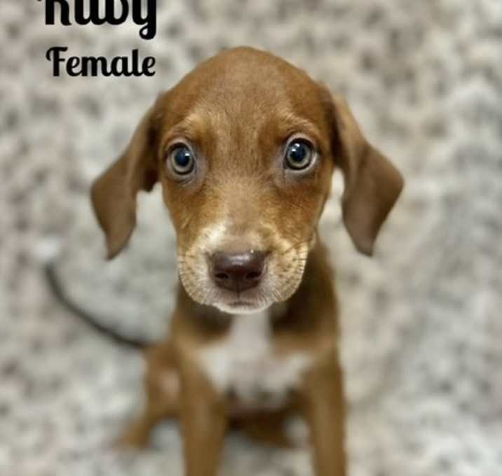 Photo of Ruby Adoption Pending