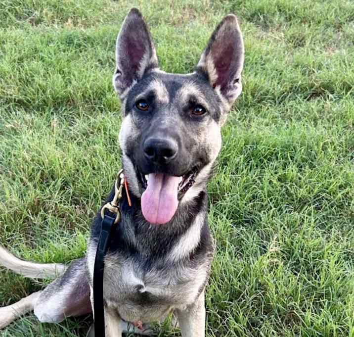 Photo of Lt Goose JuM