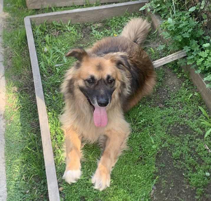 Photo of Chewbacca