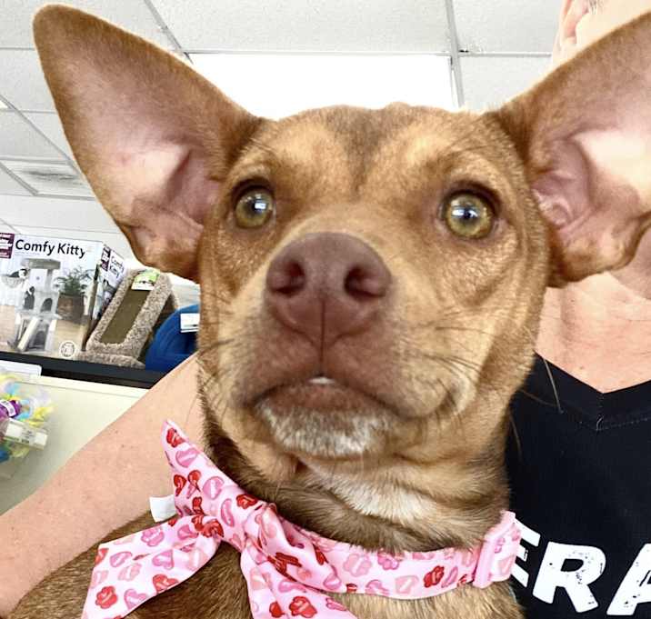 Photo of Foxy