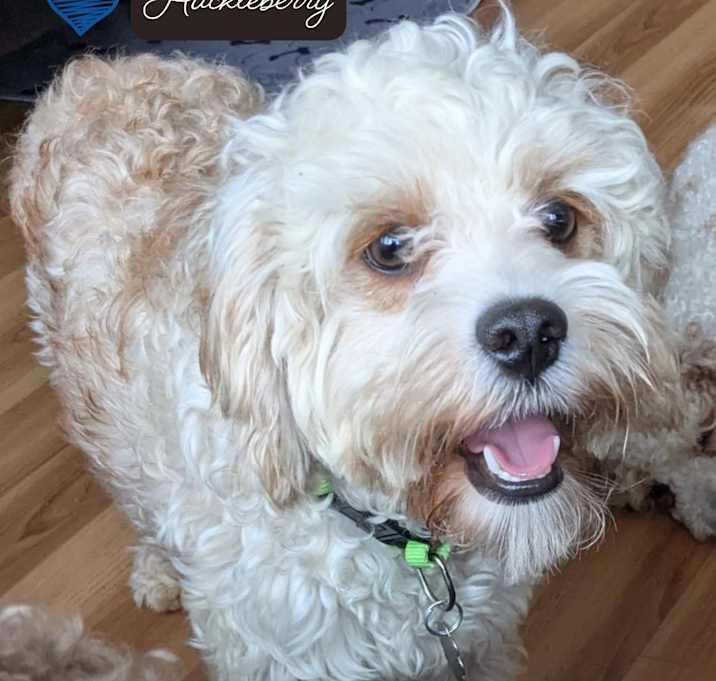 Photo of Huckleberry