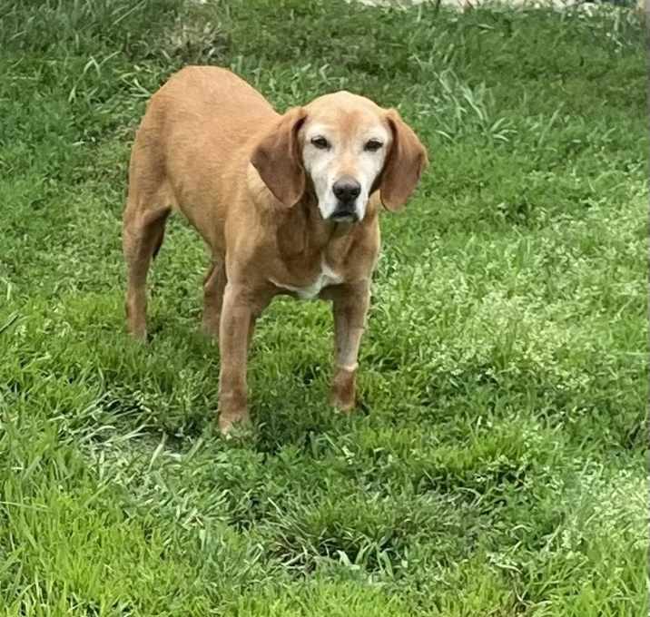 Photo of Butterscotch