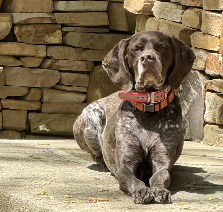 Photo of Gypsy