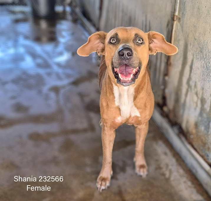 Photo of Shania 