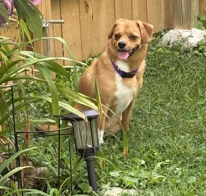 Photo of Bo