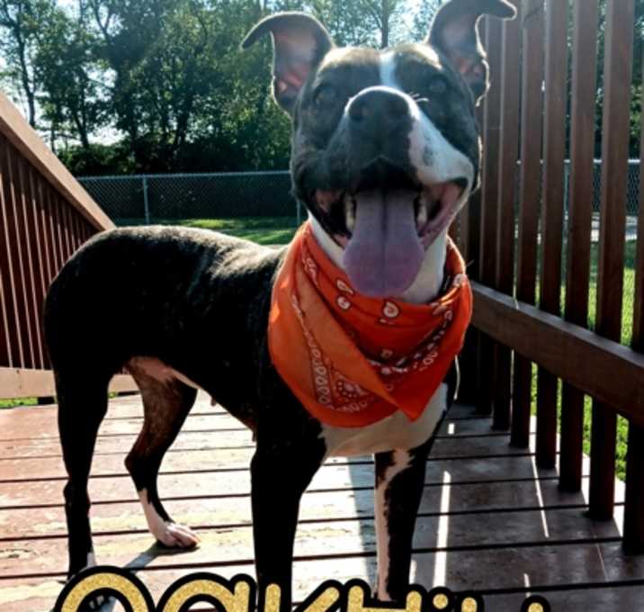Photo of Oakhill