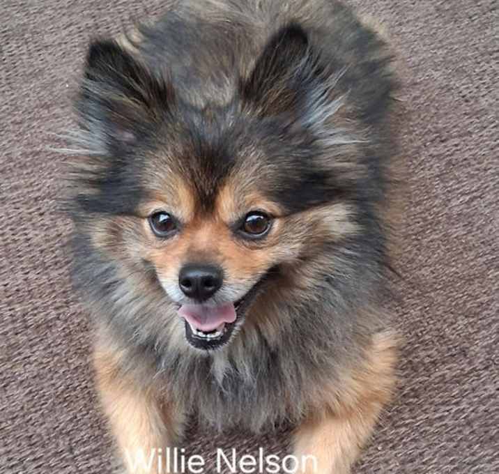 Photo of Willie Nelson