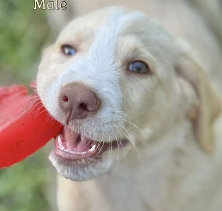 Photo of Mack Adoption Pending