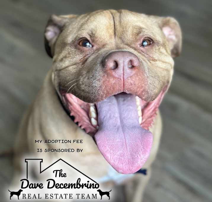 Photo of Chase - IN FOSTER