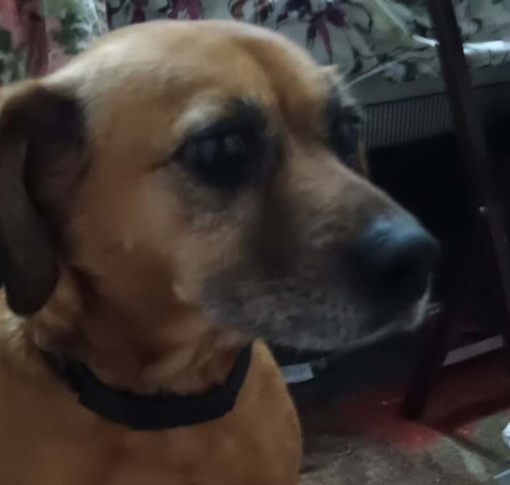 Photo of Ladybug