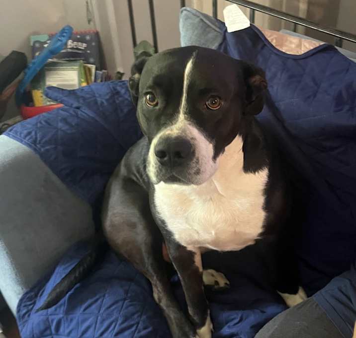 Photo of Nova