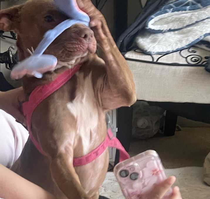 Photo of LuluBear