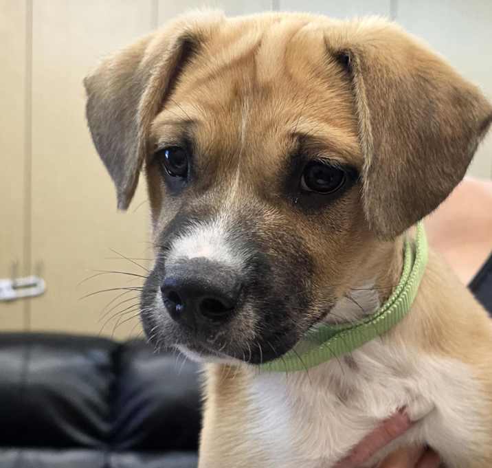 Photo of MAX (Puppy)