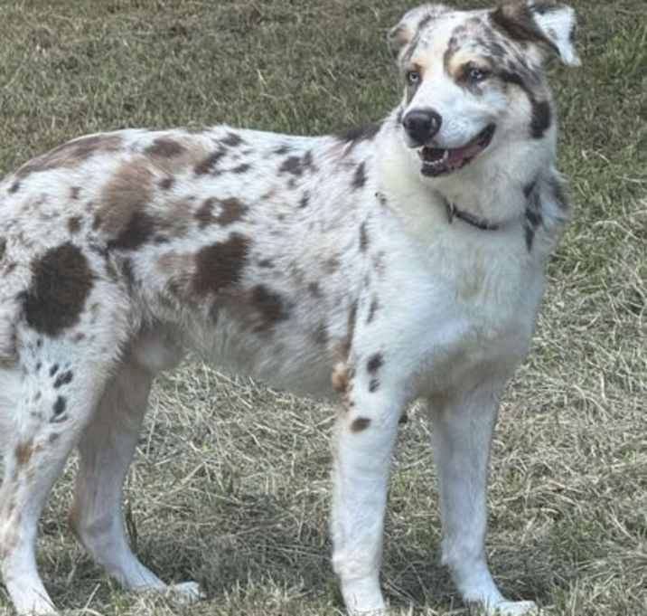 Photo of Loki