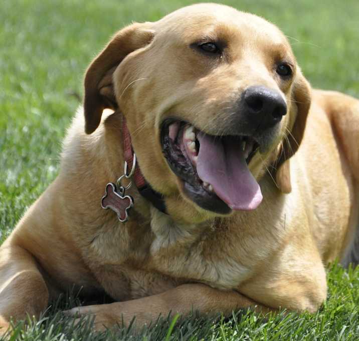 Photo of Ruby