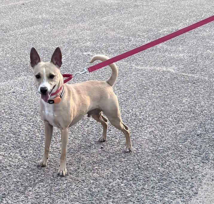 Photo of Dodger