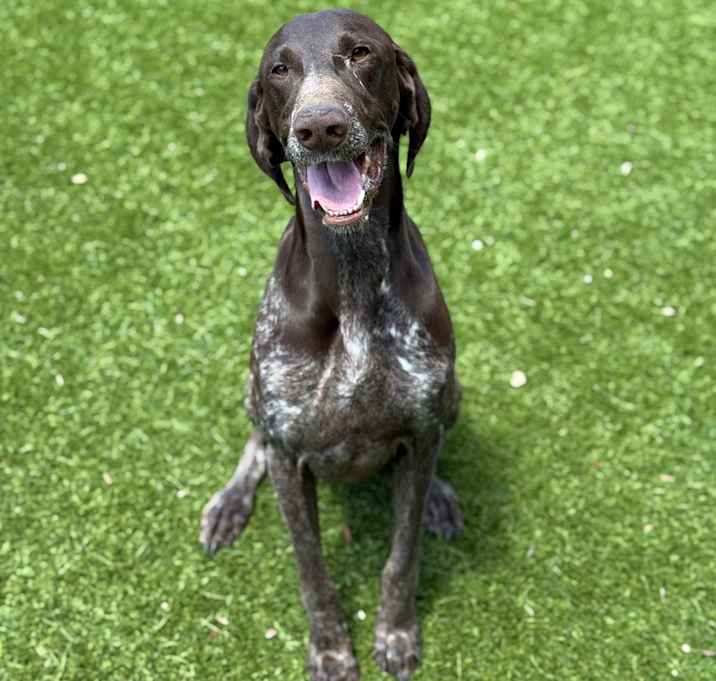 Photo of Gunner