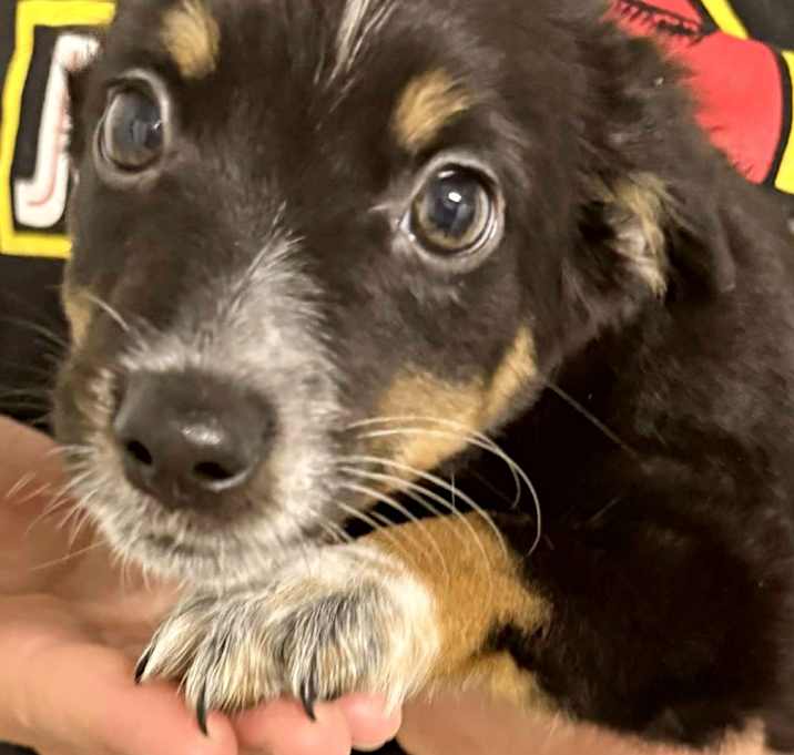 Photo of Freya-Mini Australian Shepherd