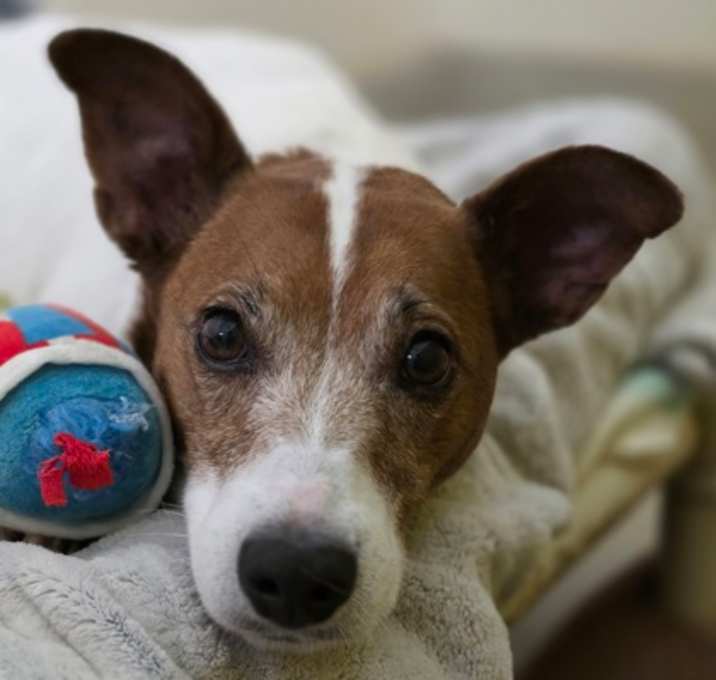Photo of Siri