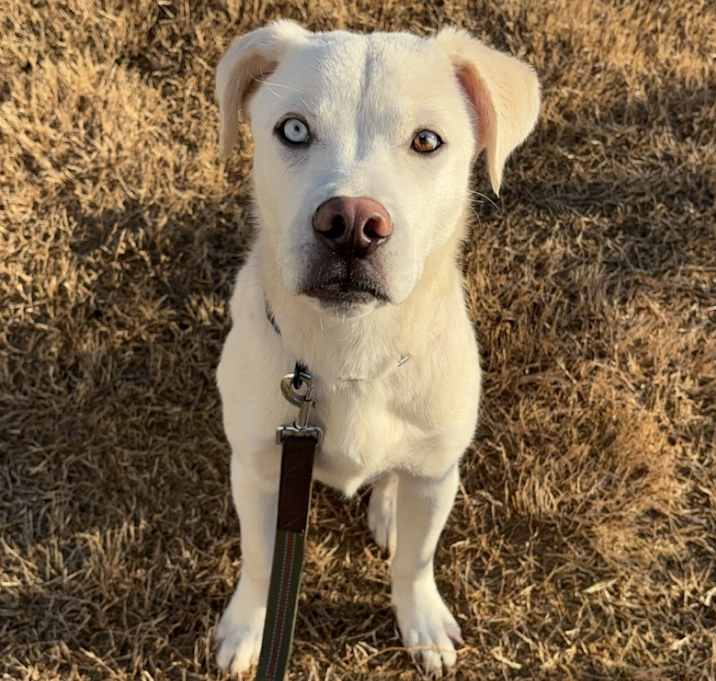 Photo of Bolt