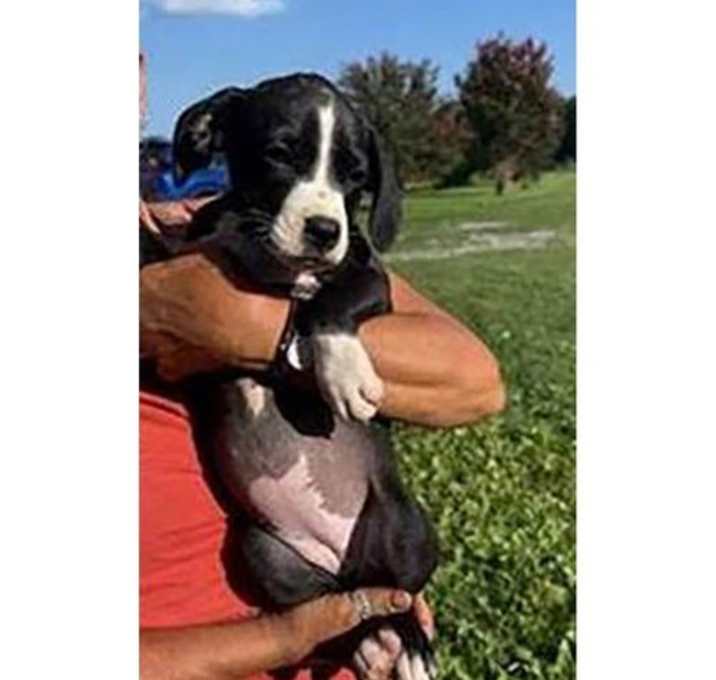Photo of Boxer 5 No 2