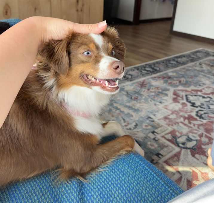 Photo of Mocha