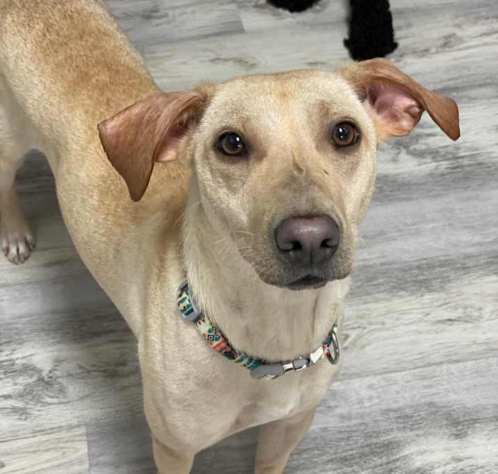 Photo of Fancy