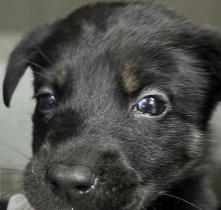 Photo of Starla