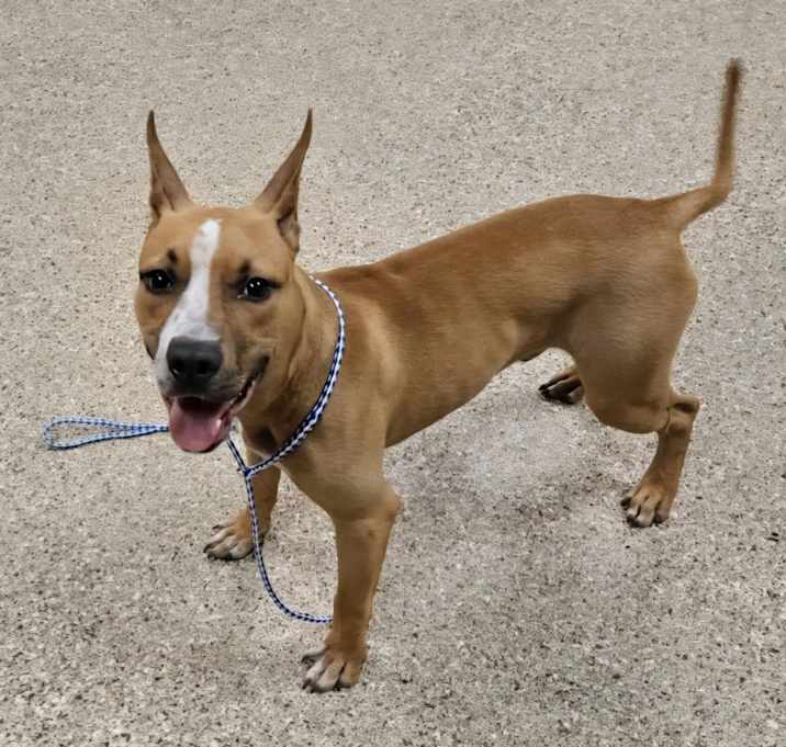 Photo of Scooby