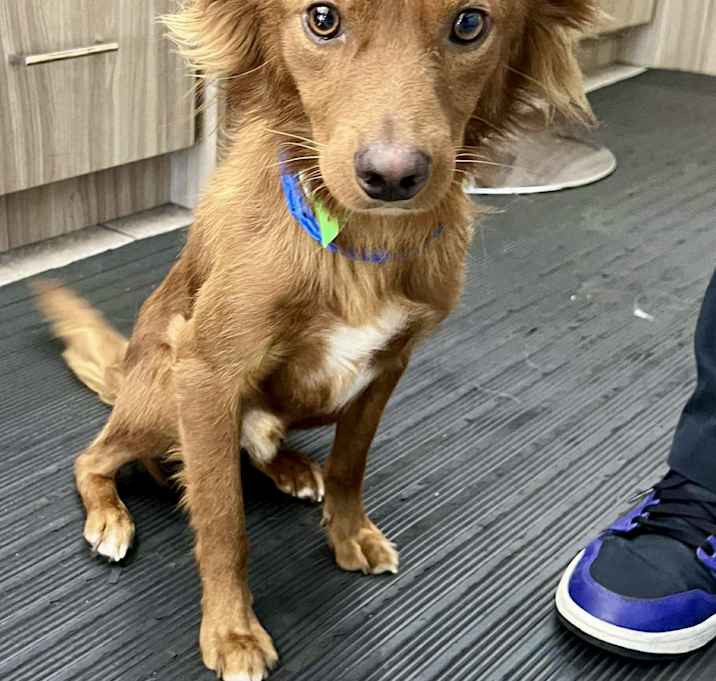 Photo of Foxzi