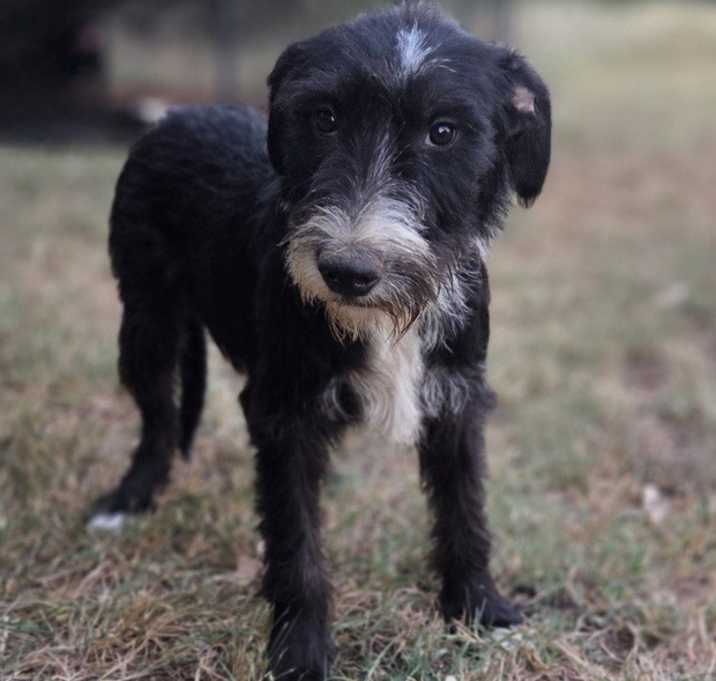 Photo of Pippin