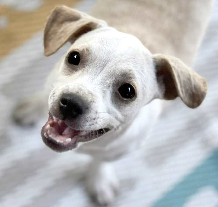Photo of Buddy