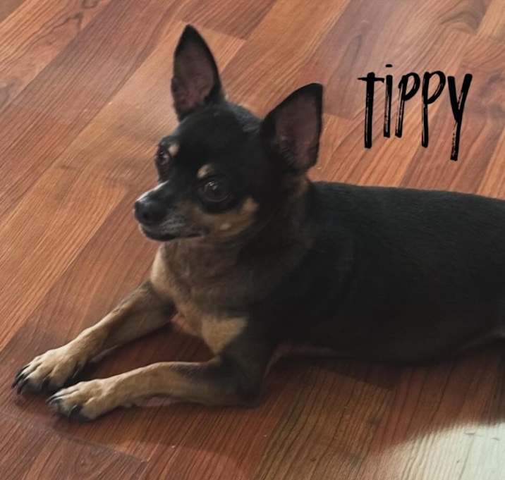 Photo of Tippy