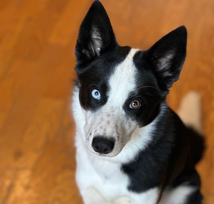 Photo of Maesie