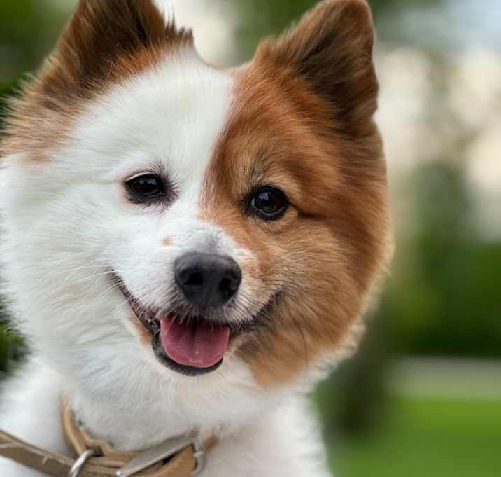 Photo of Buddy