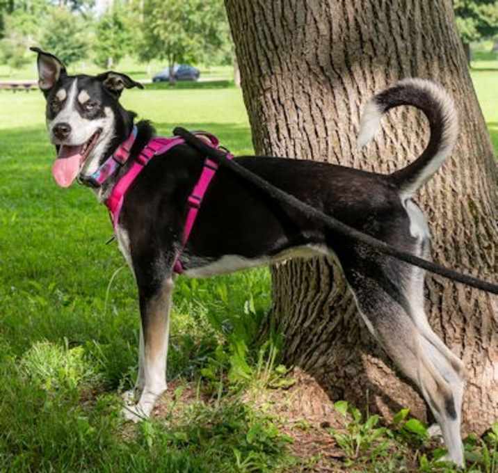 Photo of Ambrosia