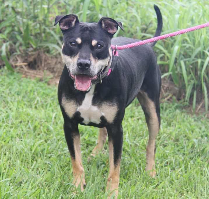Photo of Paco (Neutered)