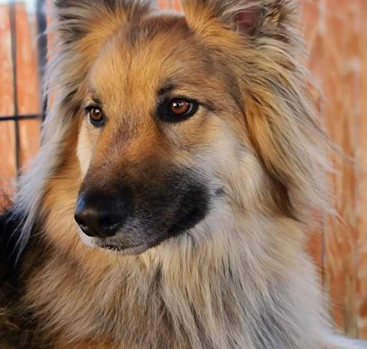Photo of goose
