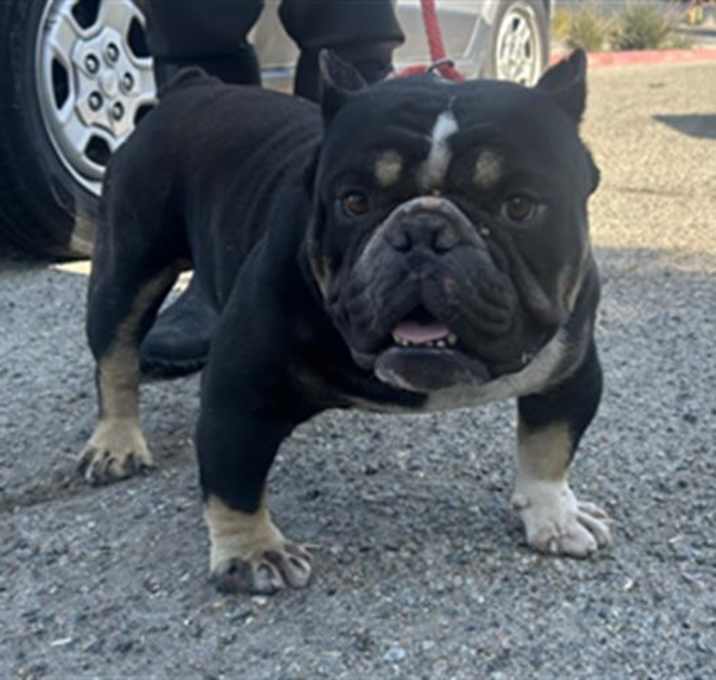 Photo of WOLFGANG- IN FOSTER