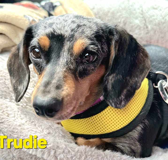 Photo of Trudie