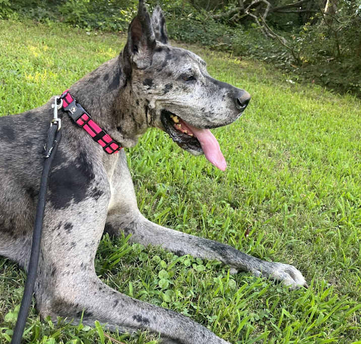 Photo of Harley