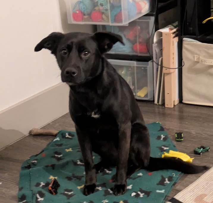 Photo of Poppy