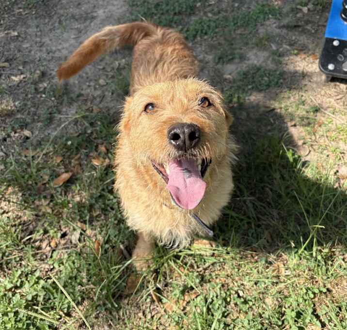 Photo of Scooter