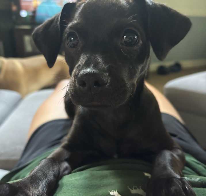 Photo of Remi