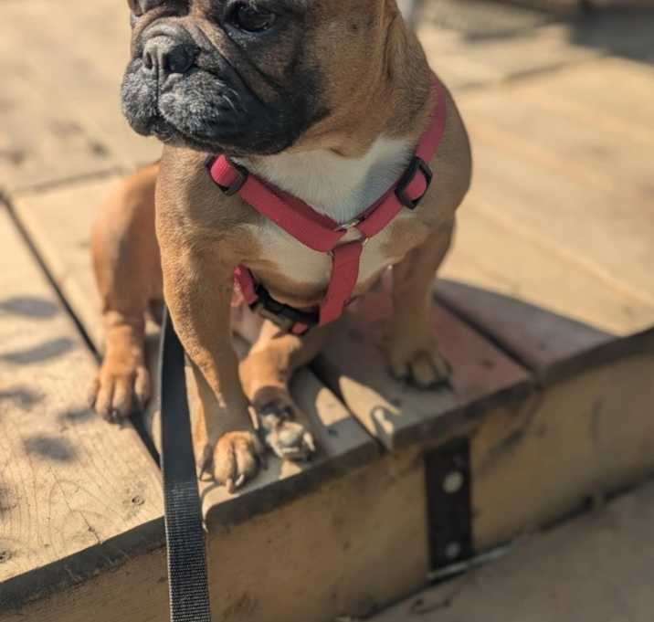 Photo of Bella