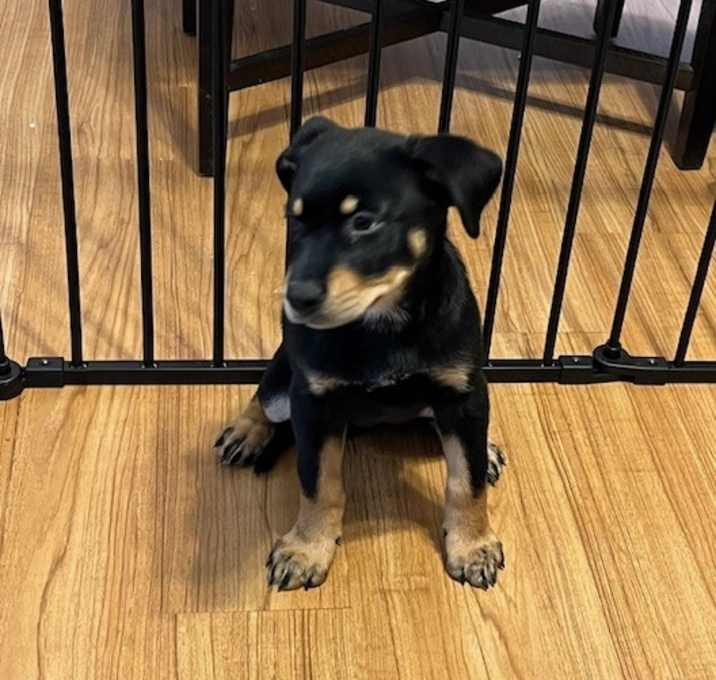 Photo of Pepper
