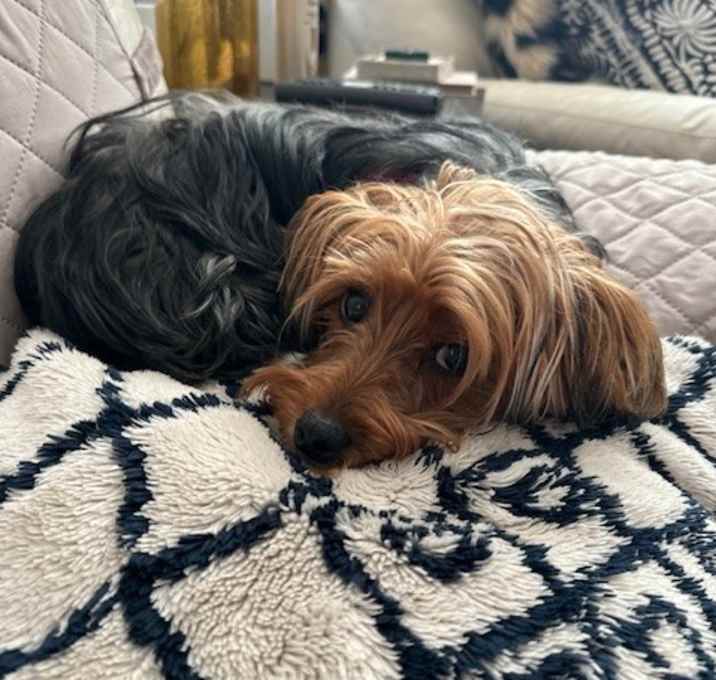 Photo of Pickles