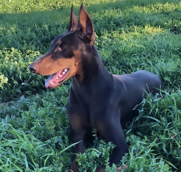 Photo of Trixie